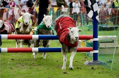 Tring racing sheep